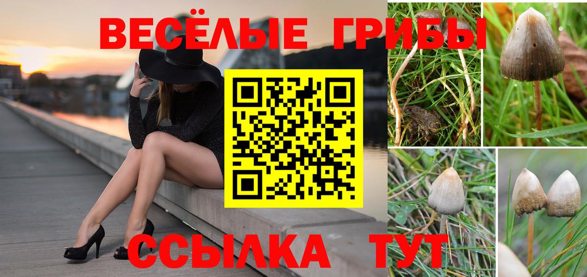 Галлюциногенные грибы прущие грибы Сыктывкар